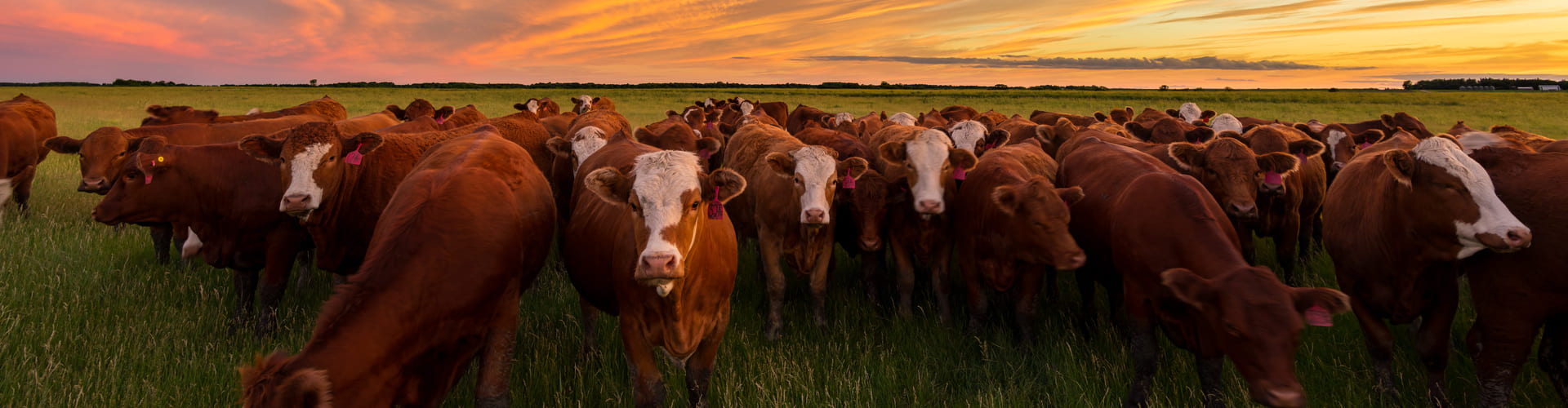 herd of beef cattle standing in a field at sunset