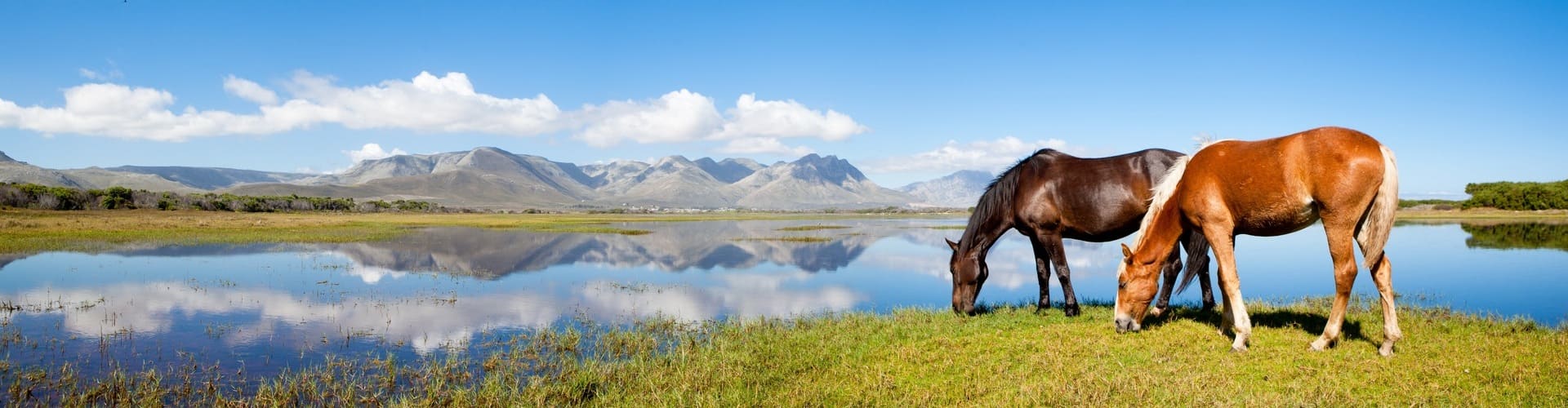 2 horses eating grass beside a lake with mountains in the distance