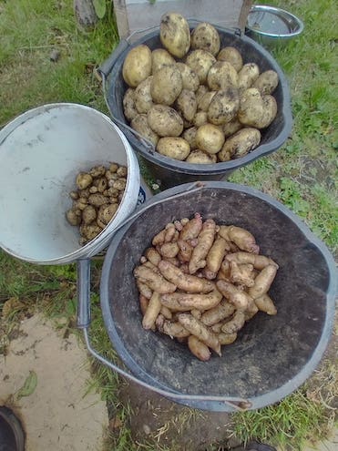 Potatoes