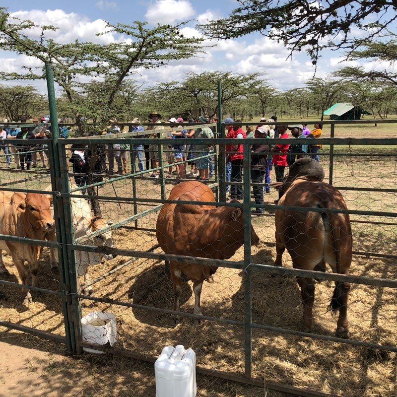 bimeda kenya contributes to the wellbeing of people and animals in local communities