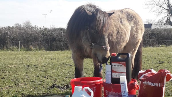 pony standing behind a grouping of Bimeda products